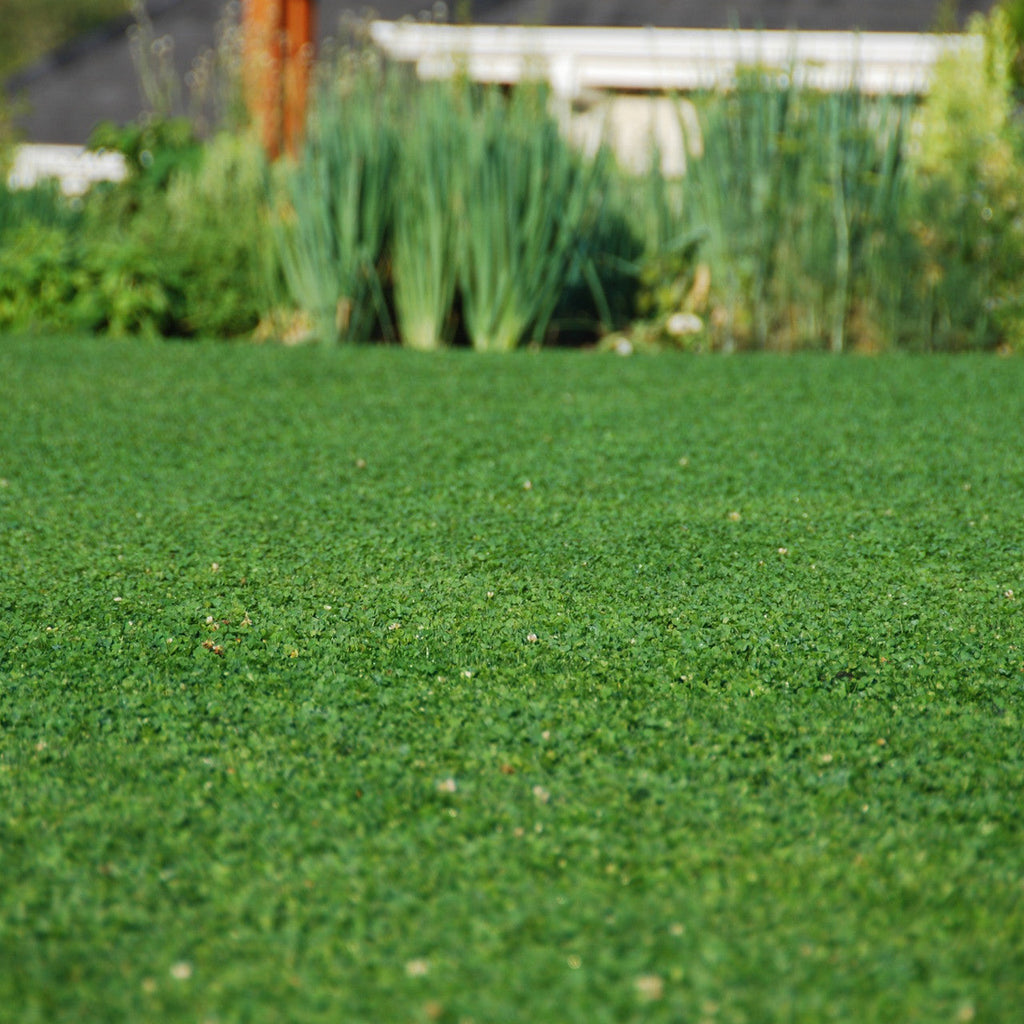 MicroLawn Low & Slow Grass Seed - 5 lbs