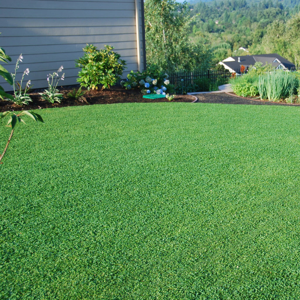 MicroLawn Low & Slow Grass Seed - 5 lbs