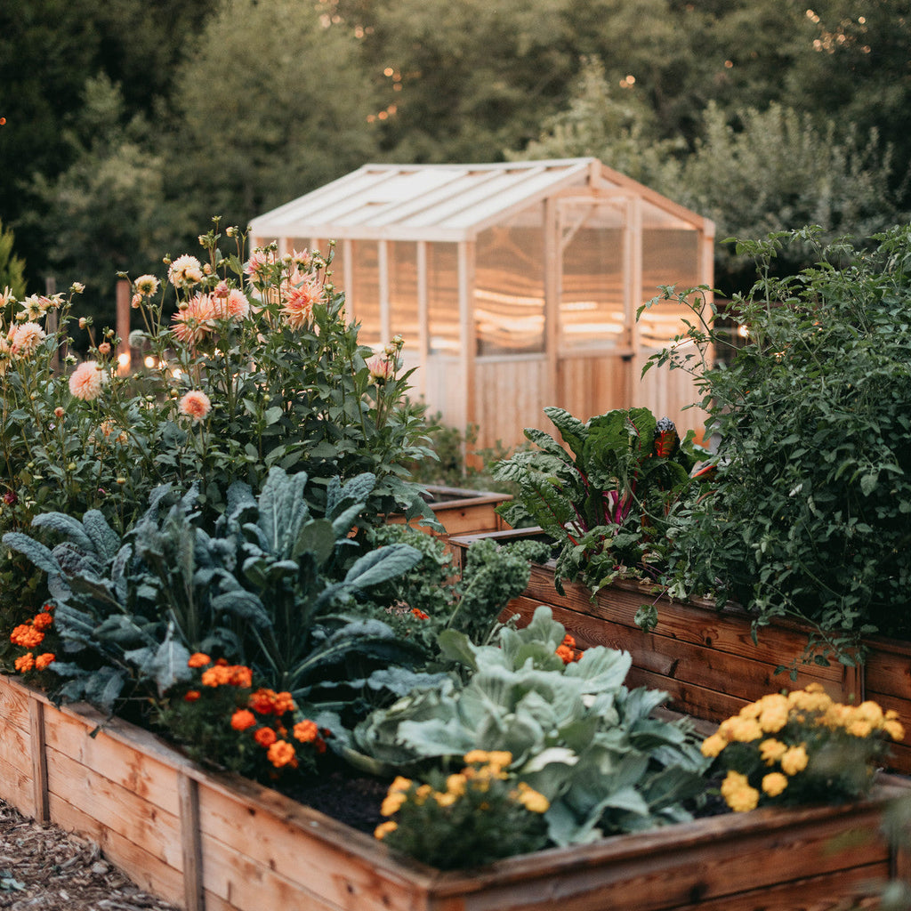 8' x 12' Cedar Greenhouse