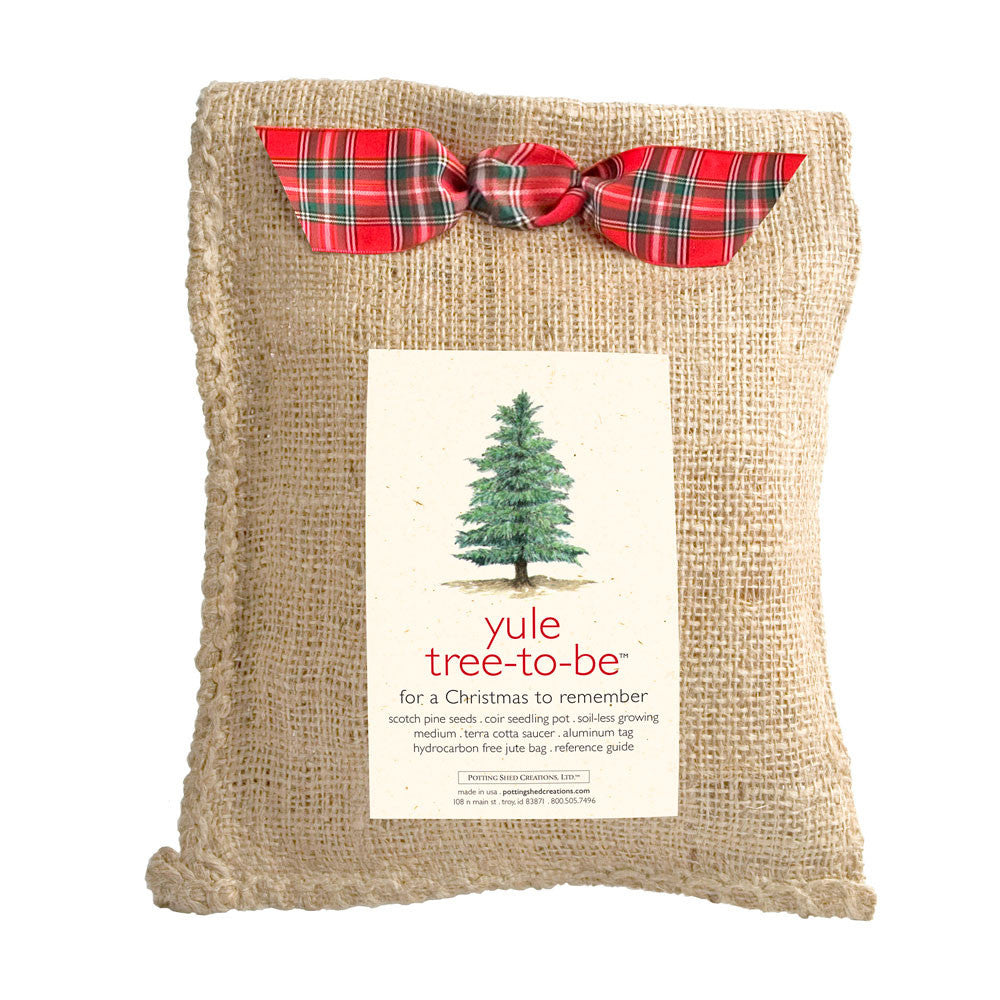 Yule Tree-to-Be