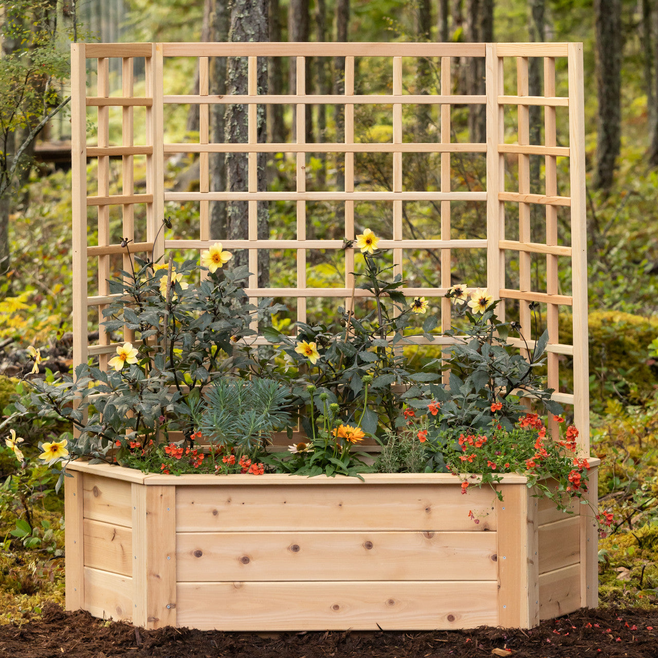Natural Cedar Hexagon Raised Beds with Trellis