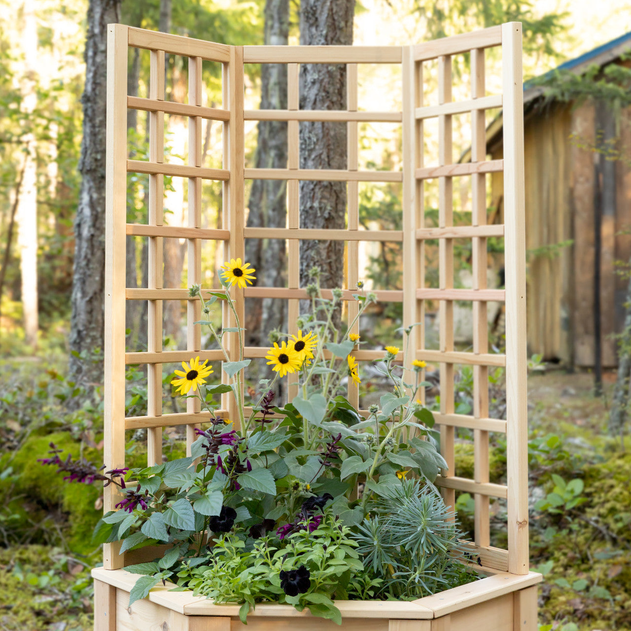 Natural Cedar Hexagon Raised Beds with Trellis