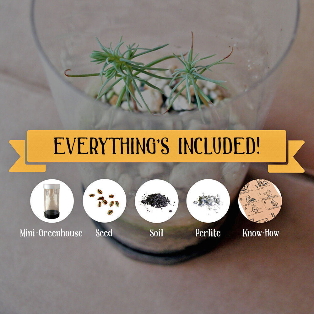 Giant Sequoia Tree Grow Kit