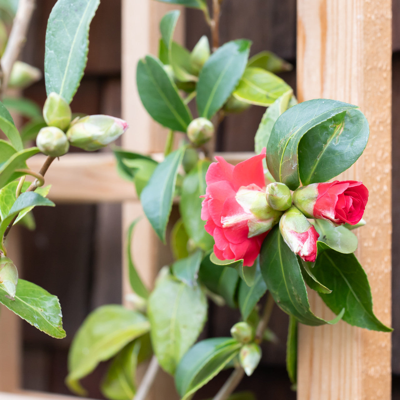 Natural Cedar Wall Mounted Trellises