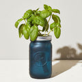 Basil Garden Jar