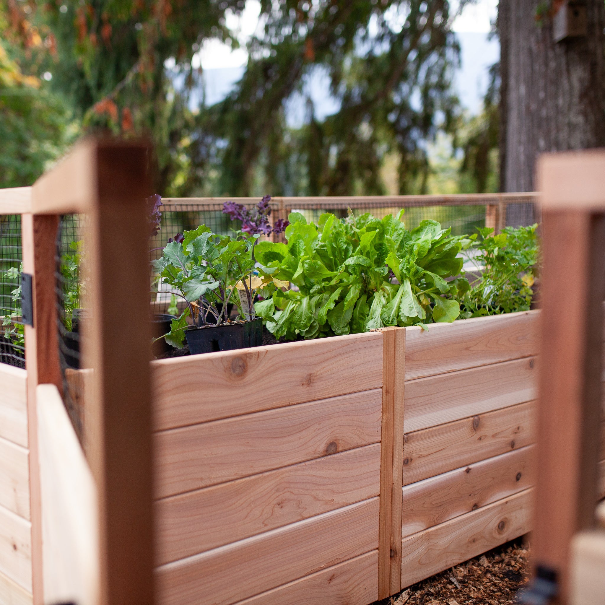 Cedar Complete Raised Garden Bed Kit - 8' x 12'
