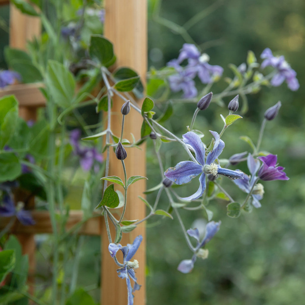 Natural Cedar Elevated Planter with Trellis