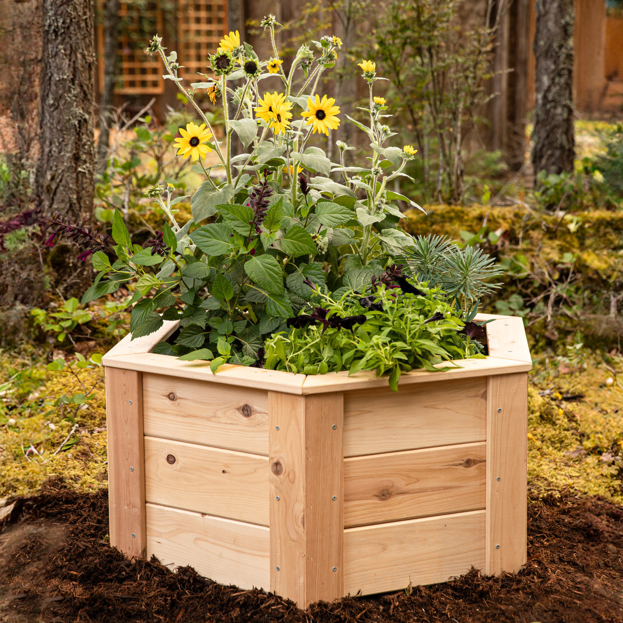 Natural Cedar Hexagon Raised Beds