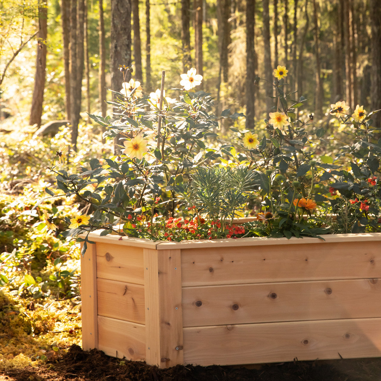 Natural Cedar Hexagon Raised Beds