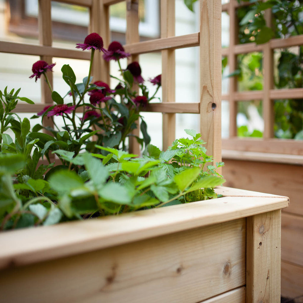 Natural Cedar Raised Beds with U-Shape Trellis
