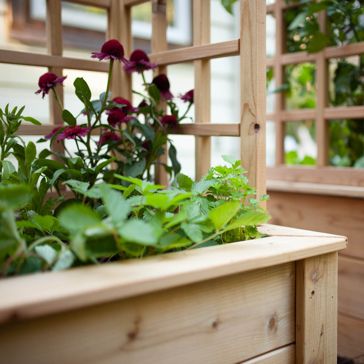 Natural Cedar Raised Beds with U-Shape Trellis