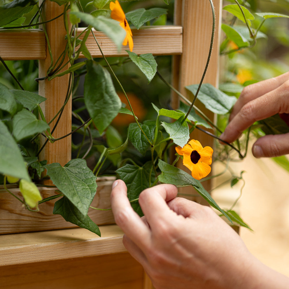 Natural Cedar 7.5' U-Shaped Raised Bed with Trellis