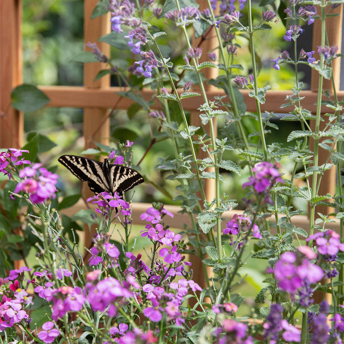 Natural Cedar Elevated Planter with Trellis
