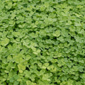 Microclover Seed 1 lb