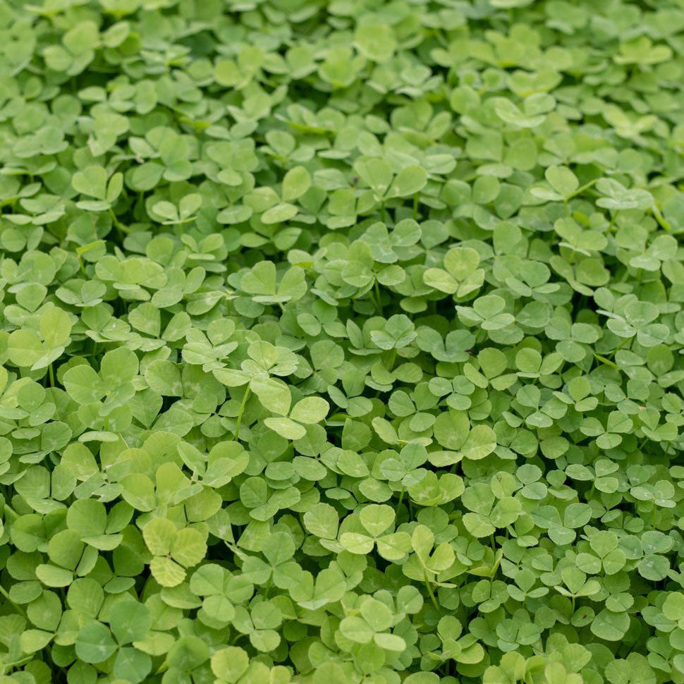 Microclover Seed 1 lb