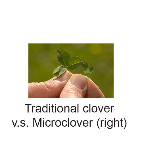 Microclover Seed 1 lb
