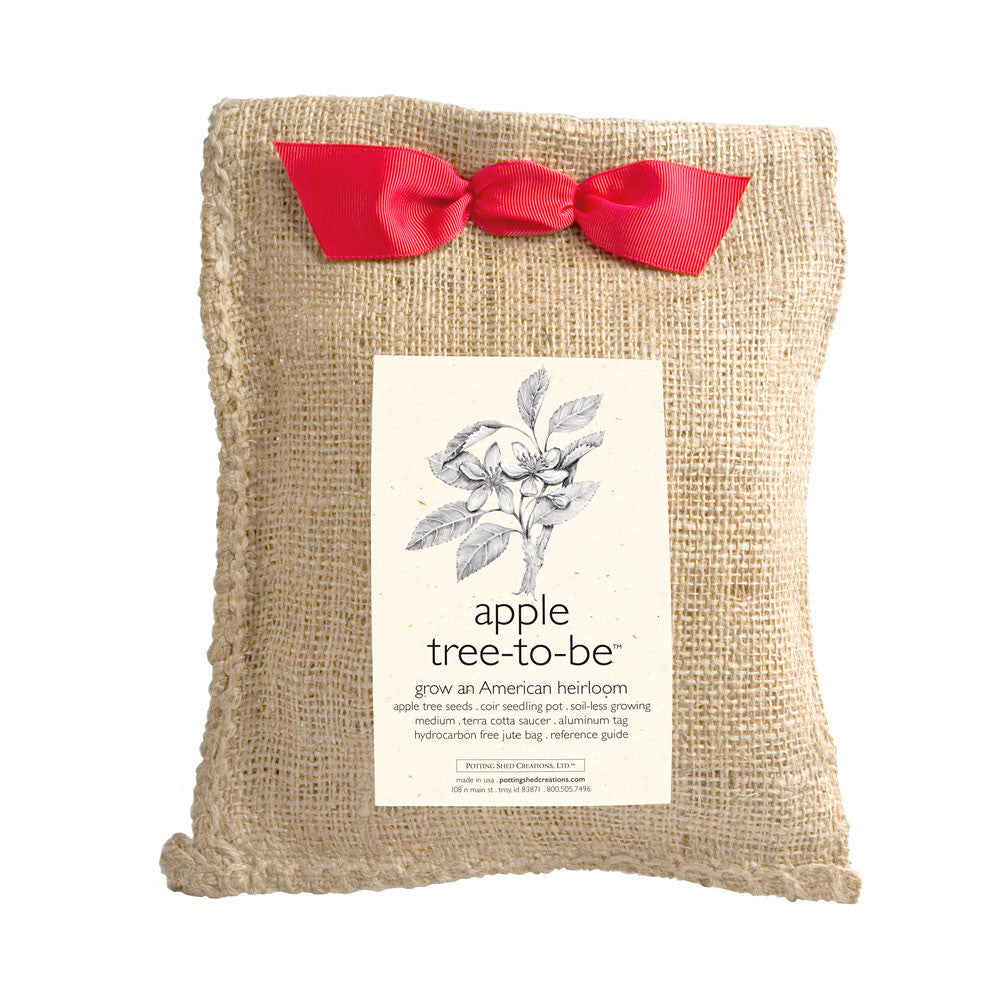 Apple Tree-to-Be