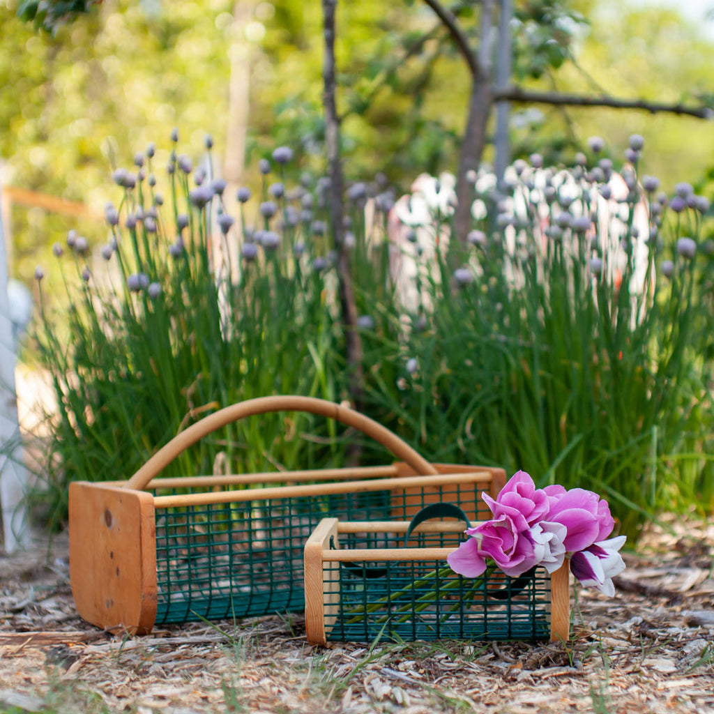Baby Hod pictured with the Maine Garden Hod 